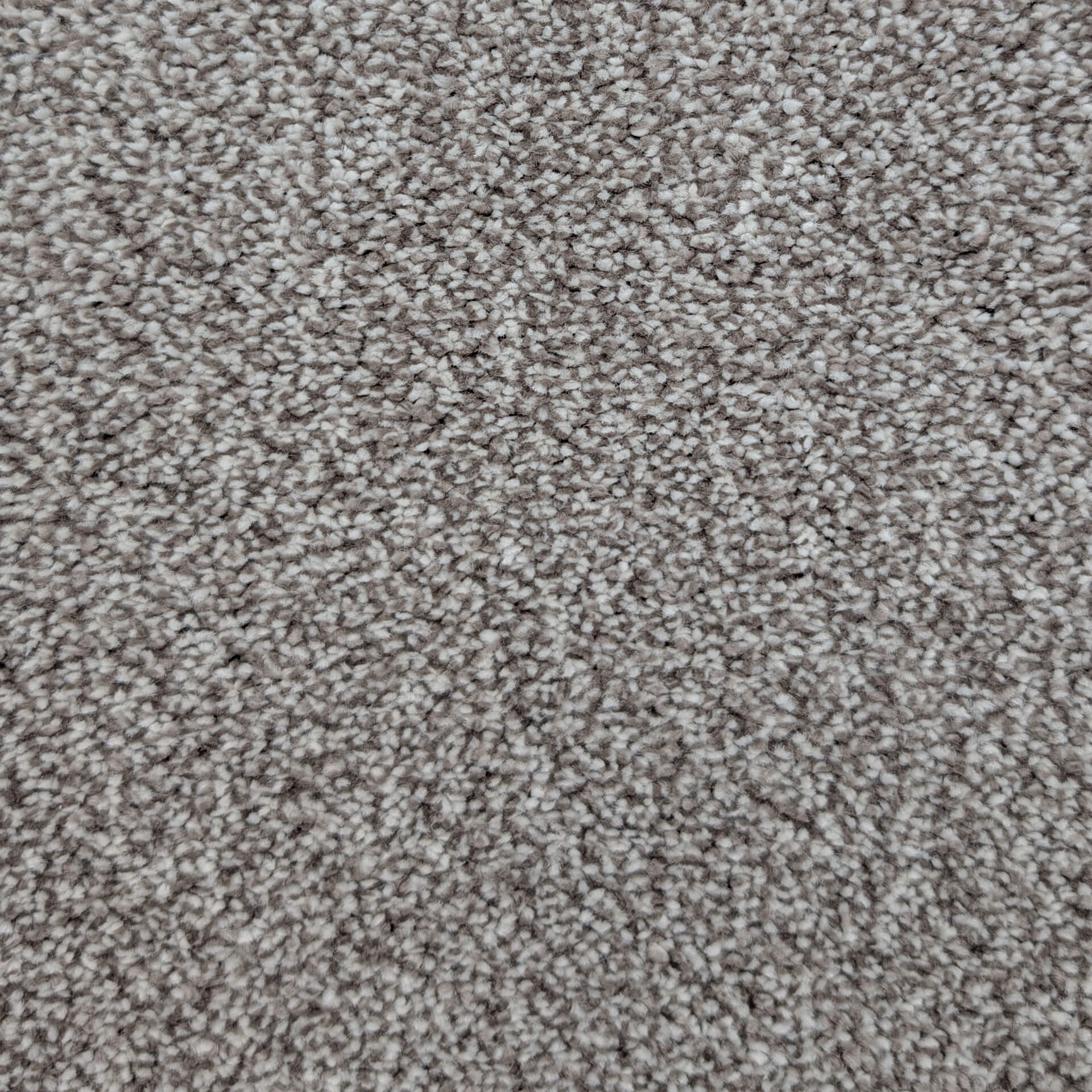 Close-up of beige-gray plush carpet fibers with a soft, textured surface.